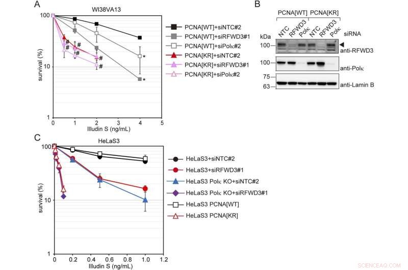Understanding UV-Induced DNA Damage to Drive Anticancer Therapy