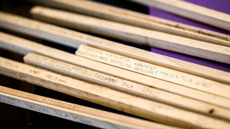 Harvard Scientists Decode Climate Signals in Ancient Tree Rings