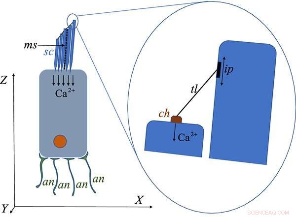 Tiny Ear Hairs May Serve as Magnetic Field Sensors in Animals