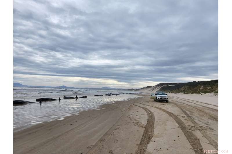 Over 230 Whales Strand in Tasmania, Rescue Operations Intensify