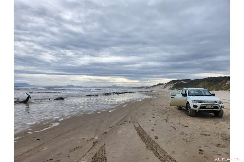 Over 230 Whales Strand in Tasmania, Rescue Operations Intensify