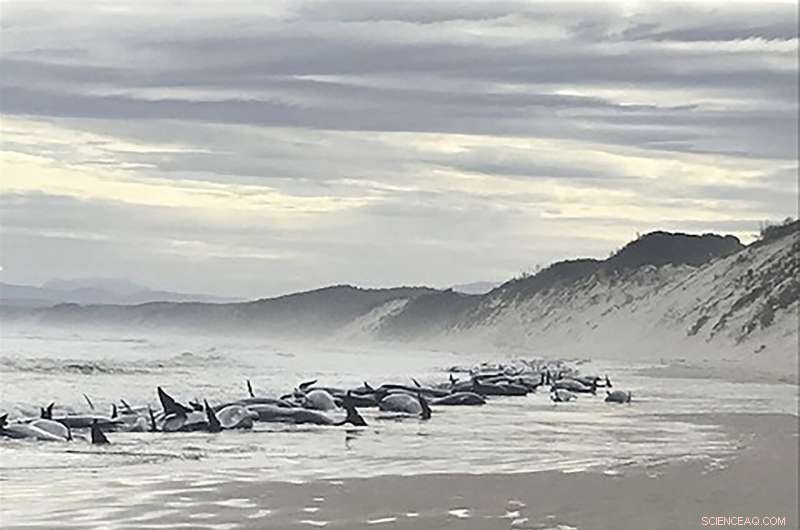 Over 230 Whales Strand in Tasmania, Rescue Operations Intensify