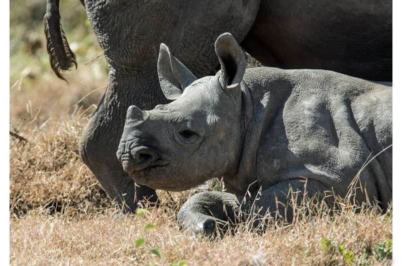 Study Shows Dehorning Black Rhinos Does Not Harm Reproduction or Survival