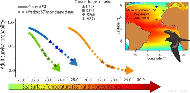 Rising Sea Temperatures Endanger North Atlantic Bulwer’s Petrels