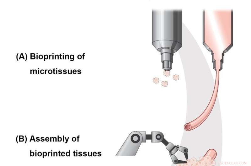 Future of Bioprinted Organs: Advancing Life‑Like, Functional Tissues for Human Transplants