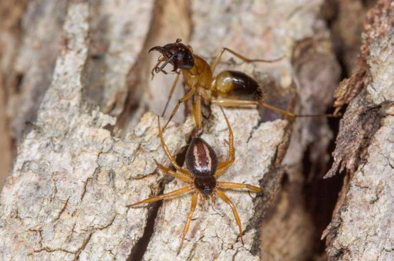 How the Australian Ant-Slayer Spider Captures Banded Sugar Ants: A Scientific Insight