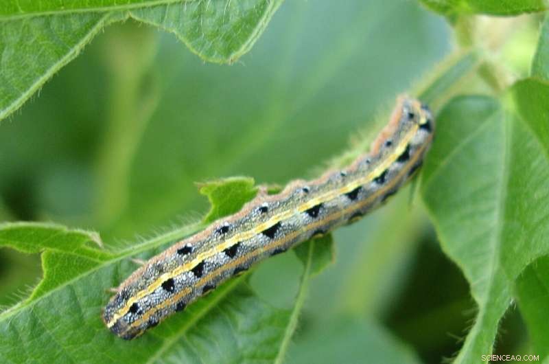 Safeguarding Plant Resources: Combating Pests & Diseases to Protect Food, Air, and Ecosystems