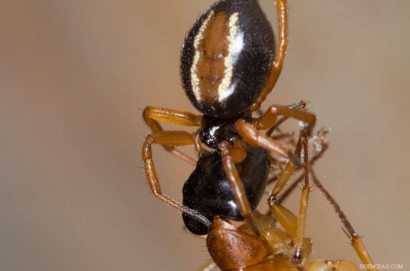How the Australian Ant-Slayer Spider Captures Banded Sugar Ants: A Scientific Insight