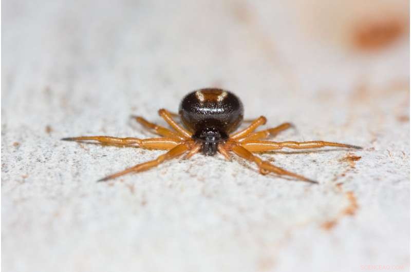 How the Australian Ant-Slayer Spider Captures Banded Sugar Ants: A Scientific Insight