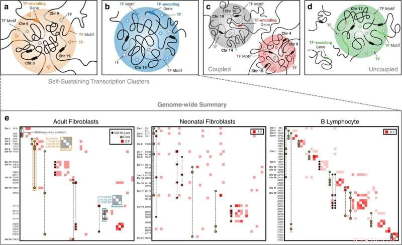 Mathematics Illuminates the Organization of the Cell Nucleus