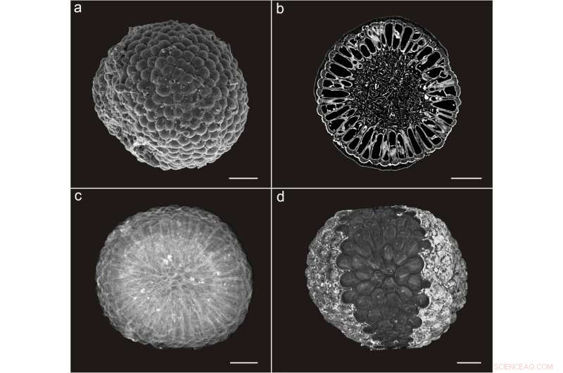 New 3D Fossil Algae from 541 Myr Reveals Early Plant Lineage