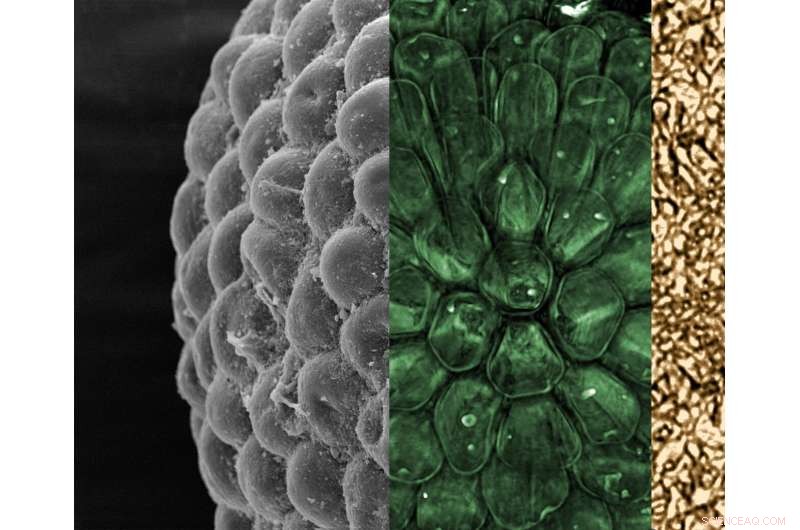 New 3D Fossil Algae from 541 Myr Reveals Early Plant Lineage
