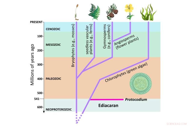 New 3D Fossil Algae from 541 Myr Reveals Early Plant Lineage