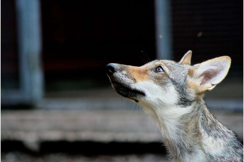 Research Confirms Wolves Can Form Attachments with Humans