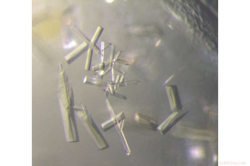 Scientists Uncover First Ever Gene of Mysterious Soil Virus