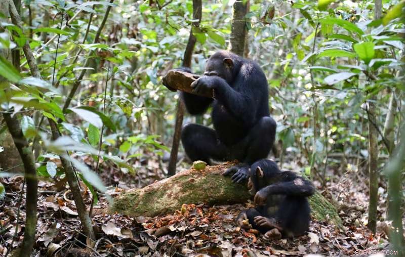 Scientists Uncover Diverse Stone Tools Used by Chimpanzees to Crack Various Nut Species