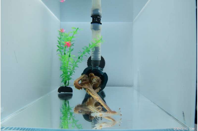 Octopuses Prefer Specific Arms and Adapt Tactics While Hunting