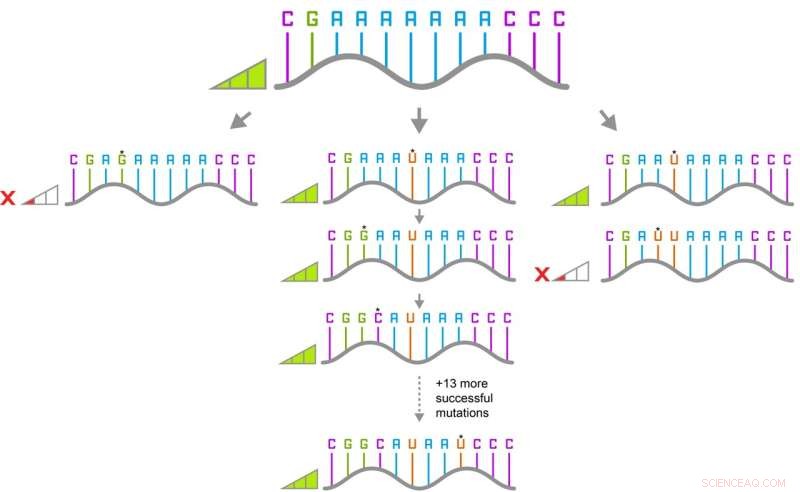 Tracking 100,000 Mutant Strains: Mapping Their Evolutionary Networks
