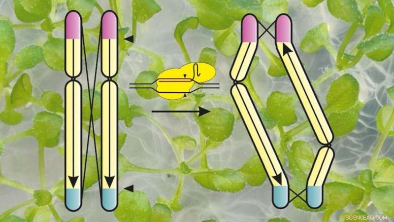 Revolutionizing Plant Breeding: Invisible Chromosomes Deliver Targeted Traits