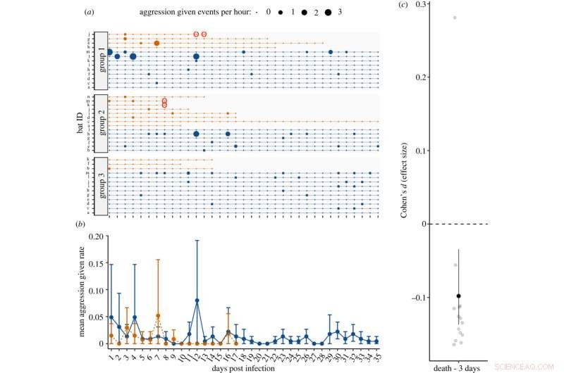 New Study Reveals Rabies  Impact on Vampire Bat Social Behavior