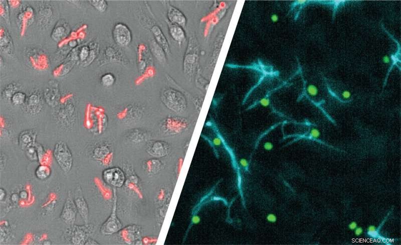 Advanced Imaging Reveals How Candida albicans Evades Immune Cells