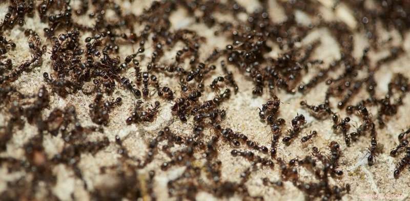 Earth Hosts 20 Quadrillion Ants – Their Combined Weight Exceeds All Wild Birds and Mammals