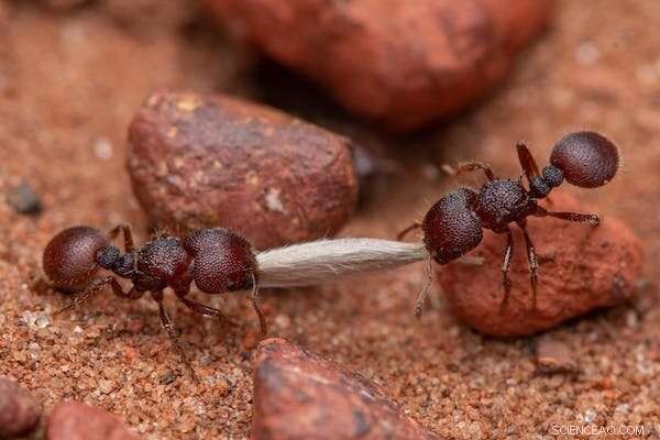 Earth Hosts 20 Quadrillion Ants – Their Combined Weight Exceeds All Wild Birds and Mammals