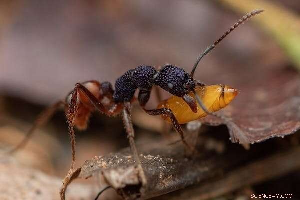 Earth Hosts 20 Quadrillion Ants – Their Combined Weight Exceeds All Wild Birds and Mammals