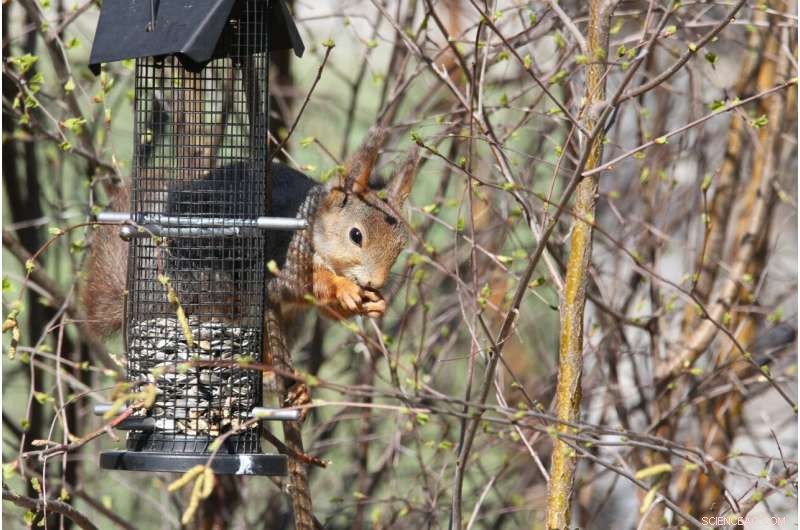 Berlin’s Red Squirrels: Small, Fragmented Habitats Despite Frequent Sightings
