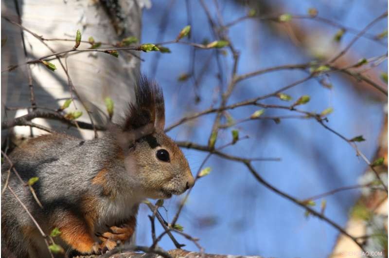 Berlin’s Red Squirrels: Small, Fragmented Habitats Despite Frequent Sightings