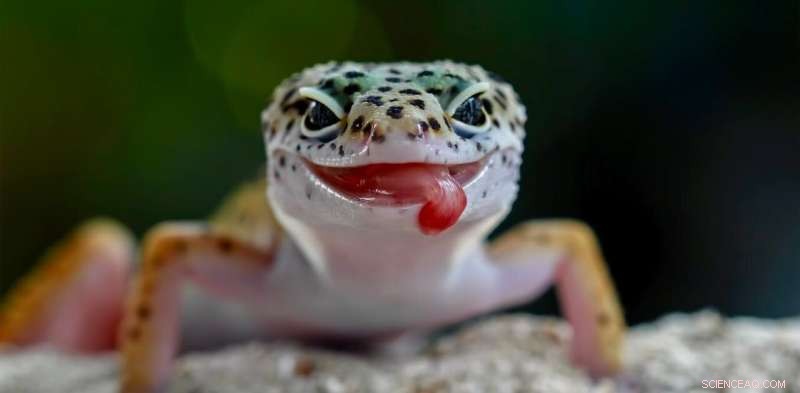 Young Cold-Blooded Species Face Greatest Threat from Global Warming, Study Reveals