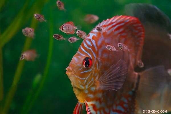 Young Cold-Blooded Species Face Greatest Threat from Global Warming, Study Reveals