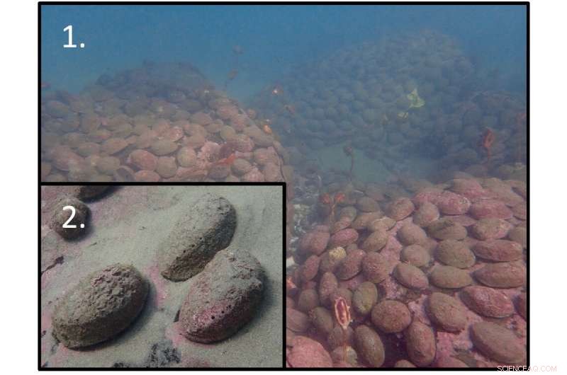 Innovative Species Monitoring Method Enhances Conservation Management