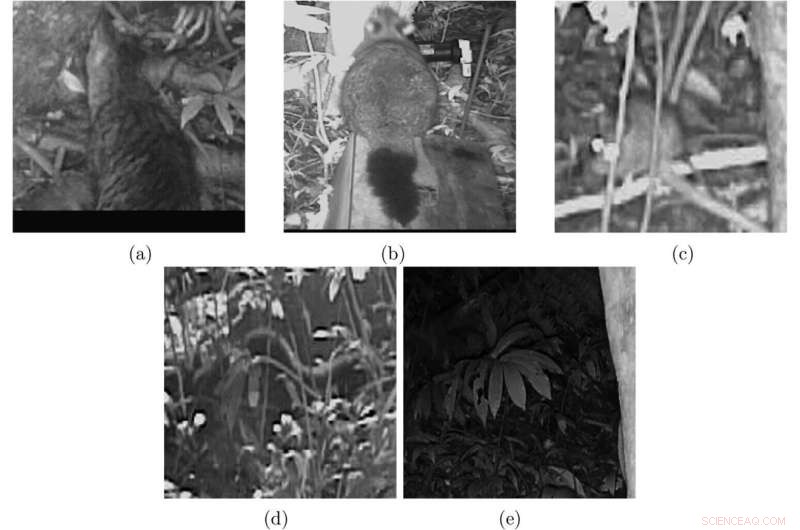 AI Identifies Trail-Camera Pests and Monitors Indigenous Plants via Satellite