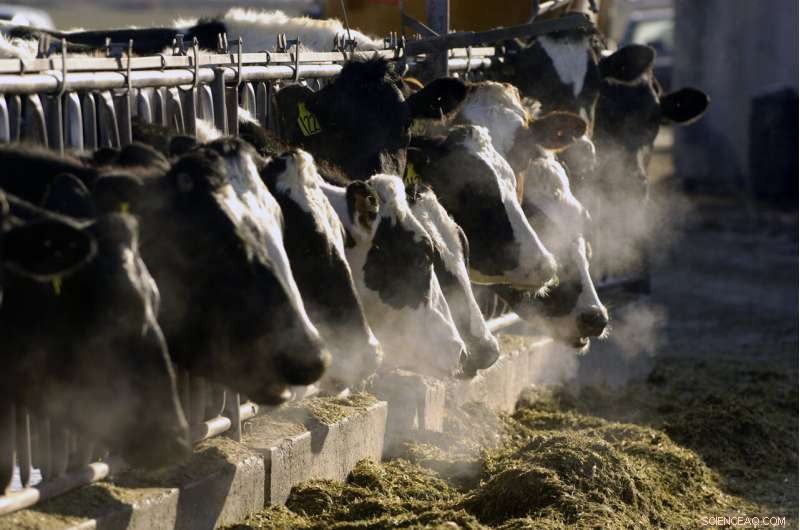 Idaho Moves Closer to Hosting the Nation’s Largest Research Dairy