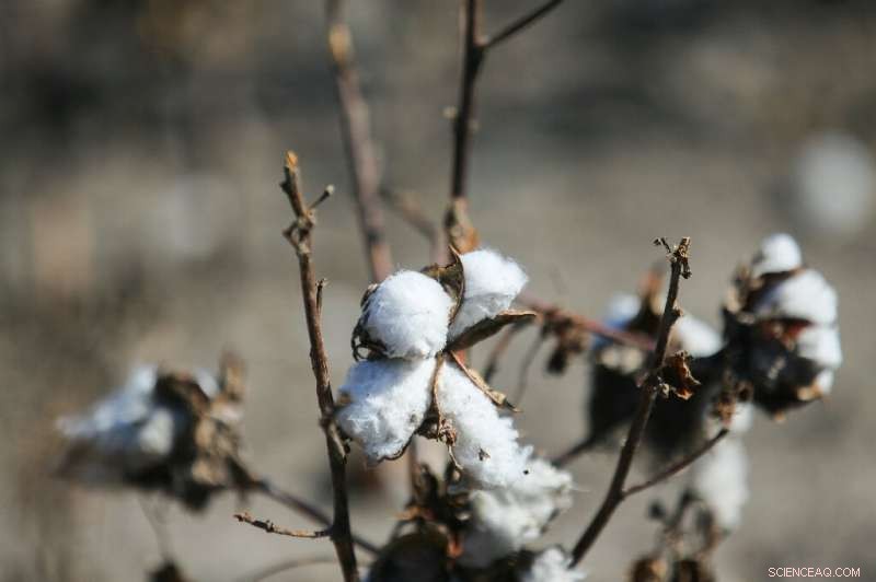 Severe Drought Devastates Texas Cotton Production, Leaving Farmers Struggling