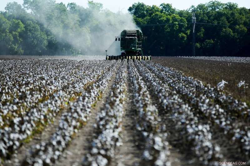 Severe Drought Devastates Texas Cotton Production, Leaving Farmers Struggling