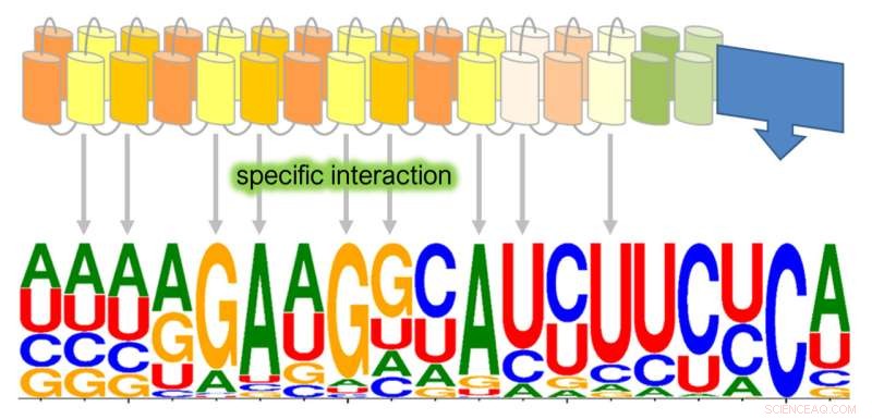 Scientists Repurpose Moss RNA Editing Enzyme for Human Cell Applications