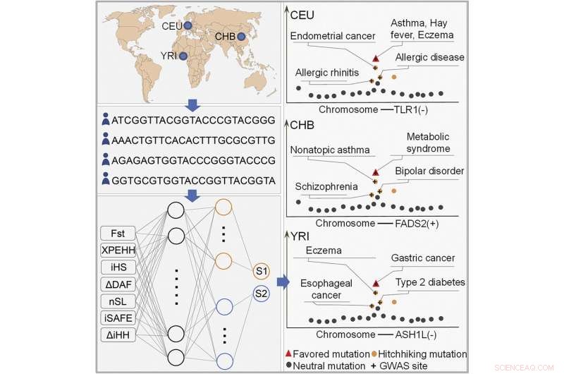 AI Uncovers Genomic Tradeoffs Among Mutation Types in Human Evolution