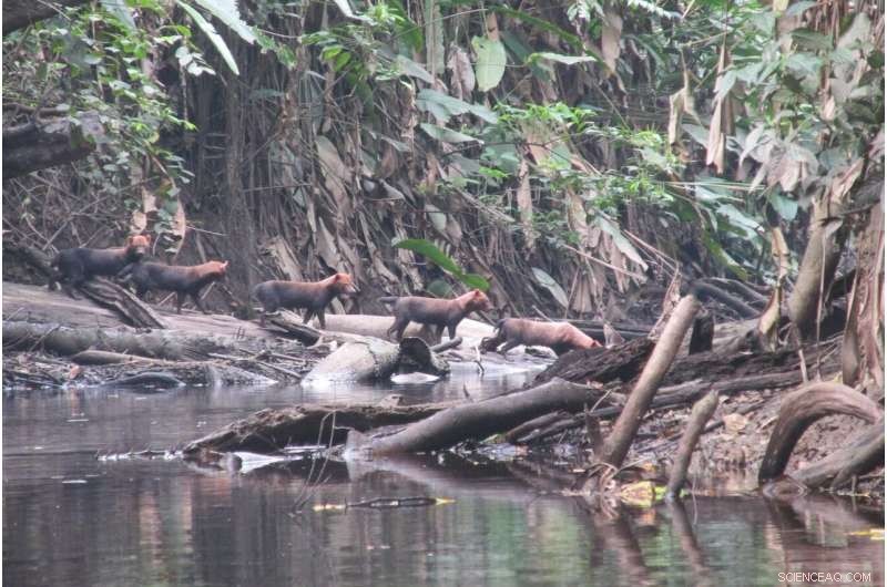 UCLA Genomic Study Traces South America’s Canid Lineage Back 3.5–4 Million Years