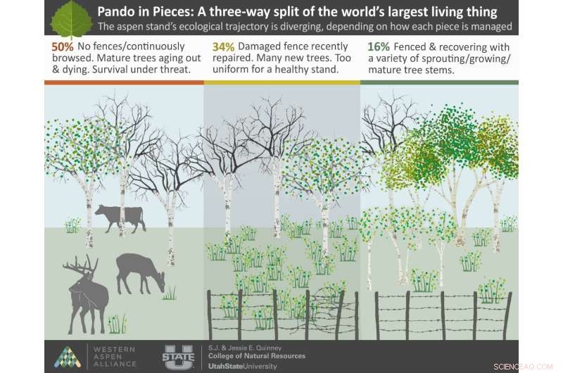 Pando in Pieces: Uncovering the Crisis Facing the World s Largest Living Organism