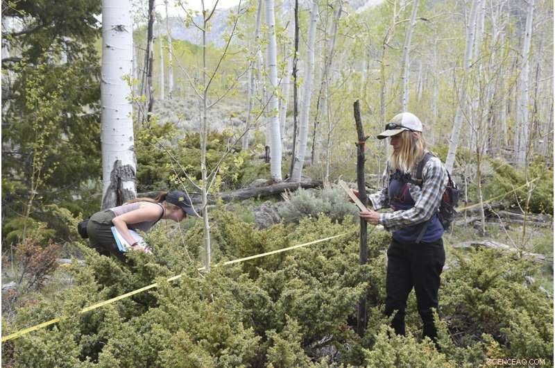 Pando in Pieces: Uncovering the Crisis Facing the World s Largest Living Organism