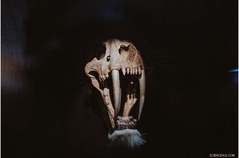 Studying Past Megafauna Losses to Forecast Earth’s Future Ecosystems