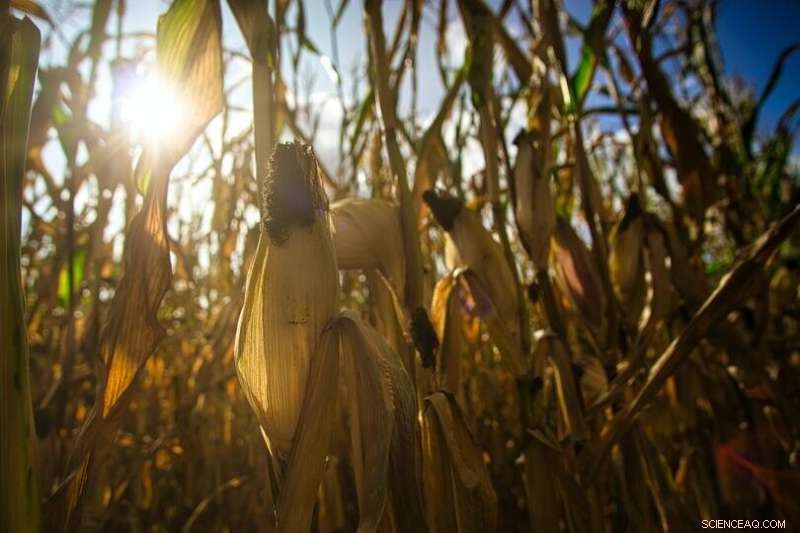 How Climate Change Shapes Crop Yields: A Deep Dive into Water s Role