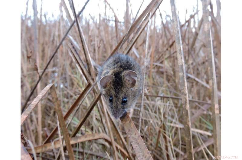 Innovative Non‑Invasive Genetic Sampling Technique for Salt Marsh Harvest Mice & Other Small Mammals