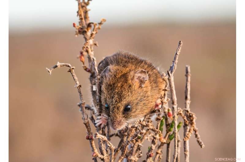Innovative Non‑Invasive Genetic Sampling Technique for Salt Marsh Harvest Mice & Other Small Mammals
