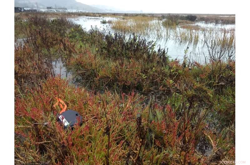 Innovative Non‑Invasive Genetic Sampling Technique for Salt Marsh Harvest Mice & Other Small Mammals