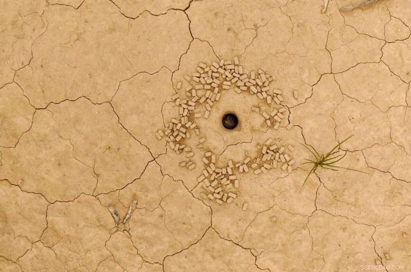 Woodlice Mating Strategies: How Predators Shape Male‑Female Pairing