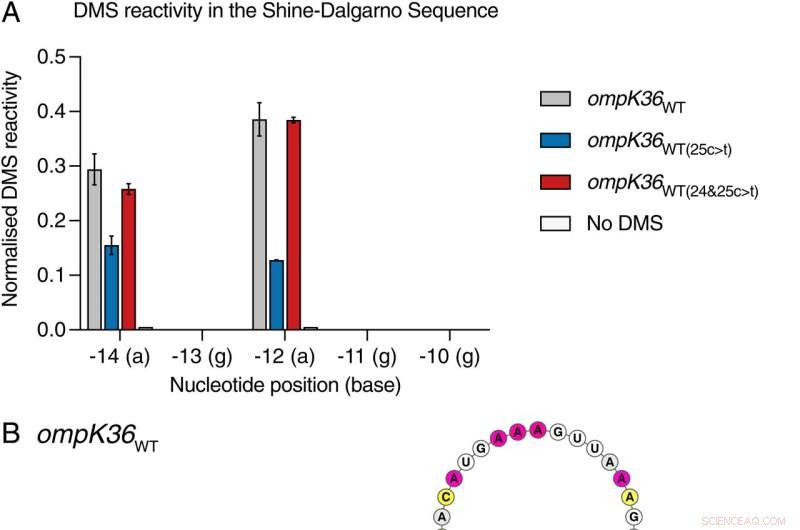 Silent Mutations Enable Bacteria to Evade Antibiotics