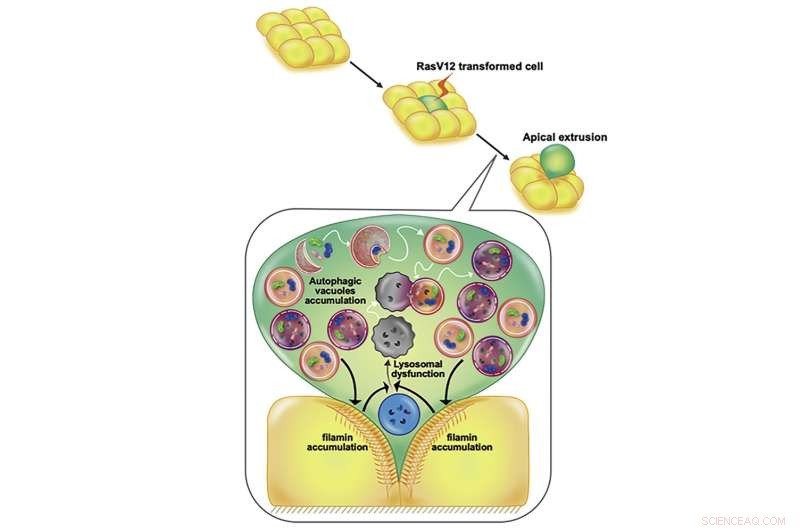 Eliminating Transformed Cells: Emerging Strategies for Cancer Therapy